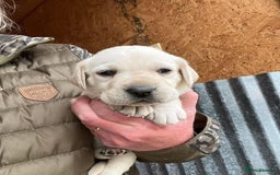 Labrador Retriever dogs for sale: Last few remaining 2 females 2 male lab pups - Image 2