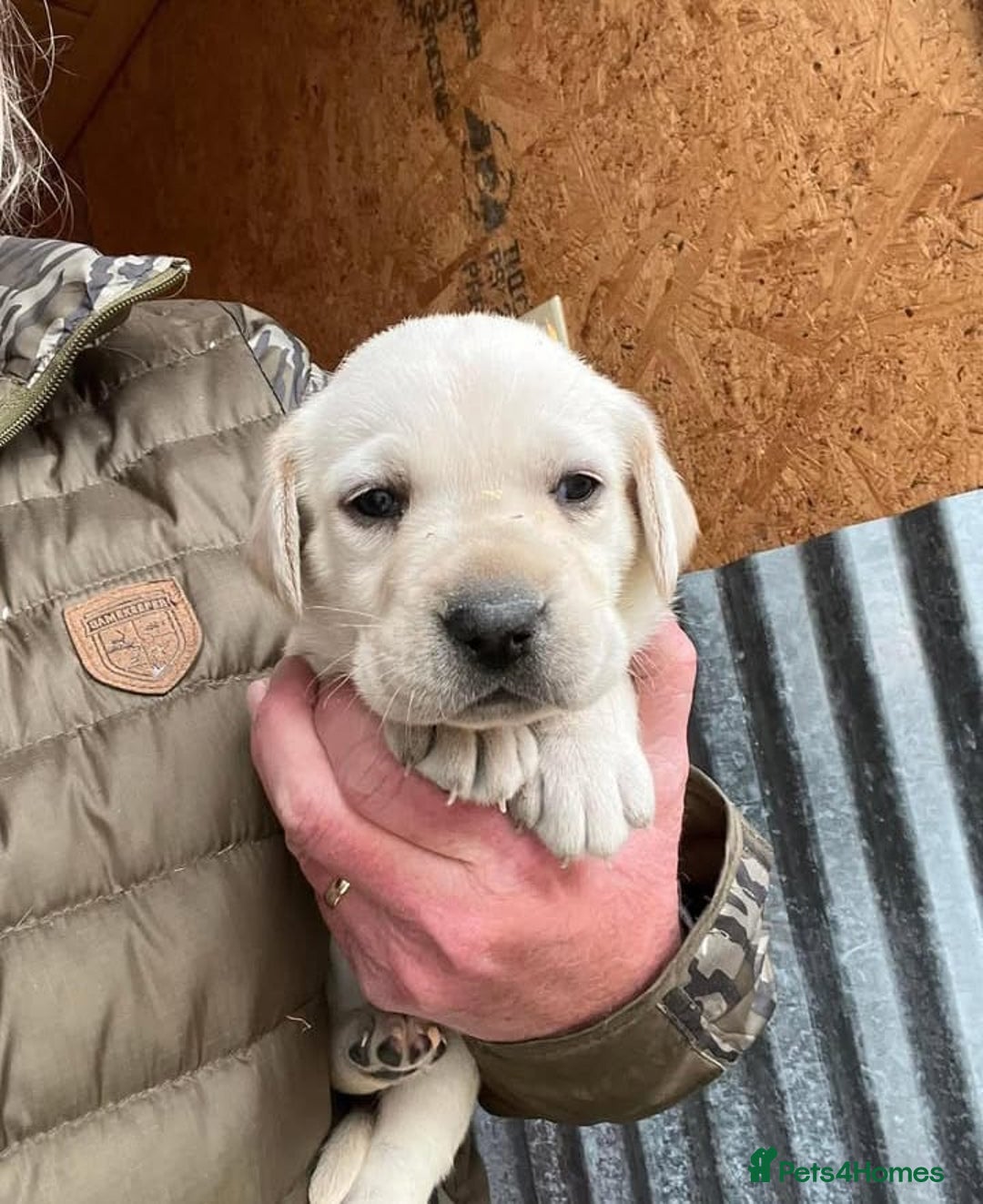 Labrador Retriever dogs for sale: Last few remaining 2 females 2 male lab pups - Image 2