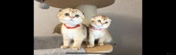 Scottish Fold cats for sale: Beautiful TICA-Reg Scottish Fold Girls - Advert 16