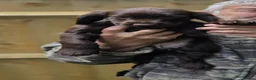 Cocker Spaniel dogs for sale: Beautiful Cocker Spaniel Pups in Southampton - Advert 6