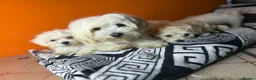 Maltese dogs for sale: Maltese puppies  - Advert 6
