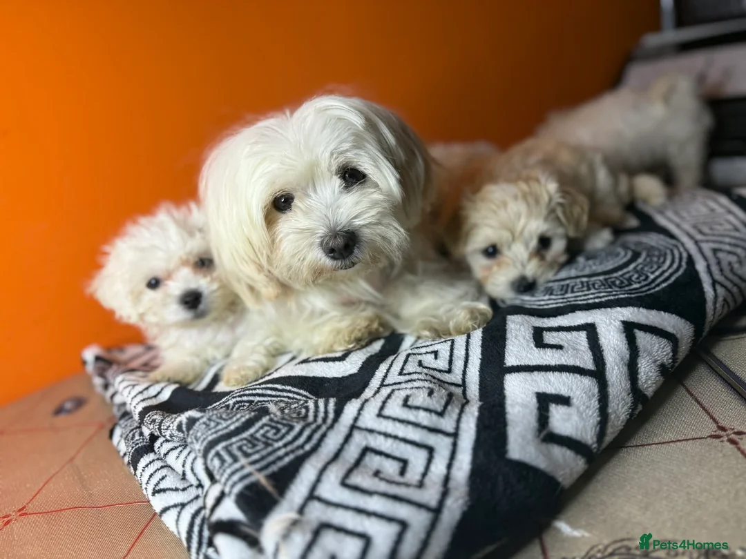 Maltese dogs for sale: Maltese puppies  - Advert 6