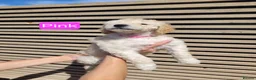 Labradoodle dogs for sale: Standard Multigeneration Labradoodle Backcross - Advert 29