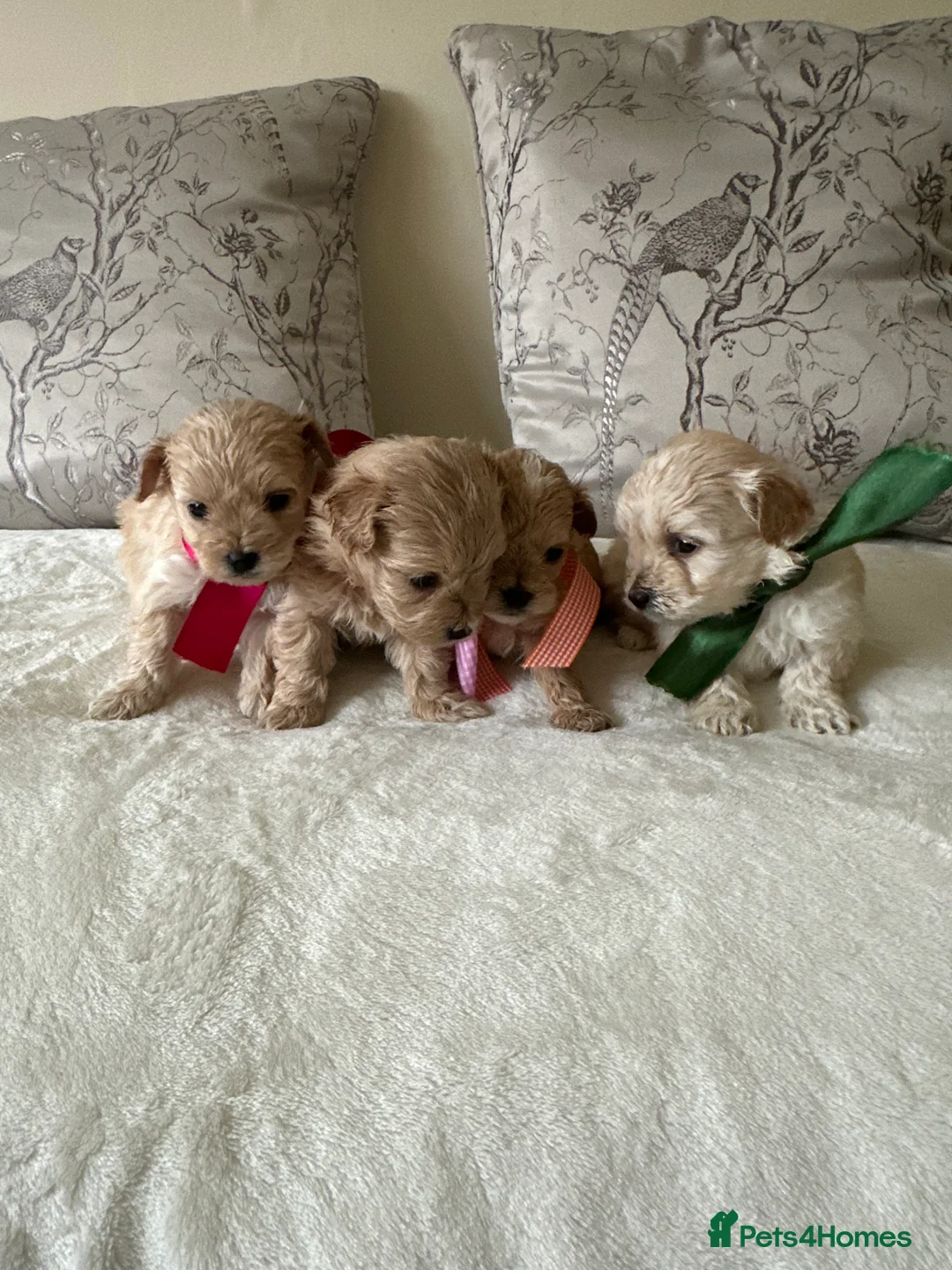 Maltipoo dogs for sale: Beautiful Maltipoo Puppies - Advert 8