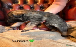 German Shepherd dogs for sale: Long-Haired Straight Back German Shepherd Puppies - Image 31
