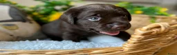 Labrador Retriever dogs for sale: STUNNING Chocolate Labrador Puppies  - Advert 20