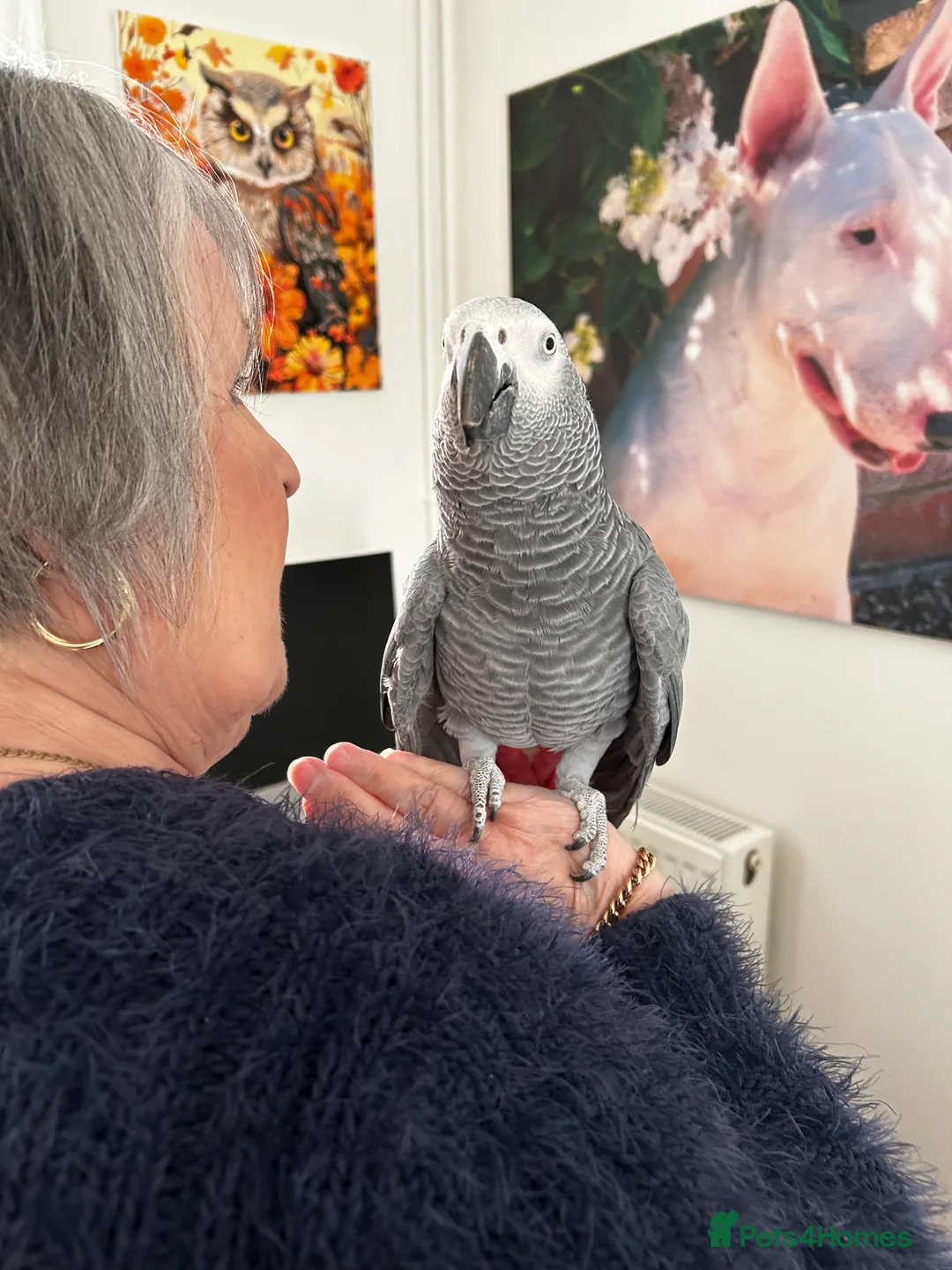 Parrots birds for sale: African Grey Parrot - Advert 1