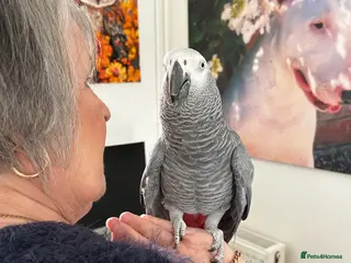 Parrots birds African Grey Parrot - Advert 1