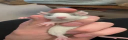 Rat rodents for sale: 12 super tame baby rats with various colours - Advert 8
