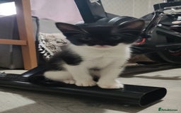 Mixed Breed cats for sale: Adorable kittens  - Image 10