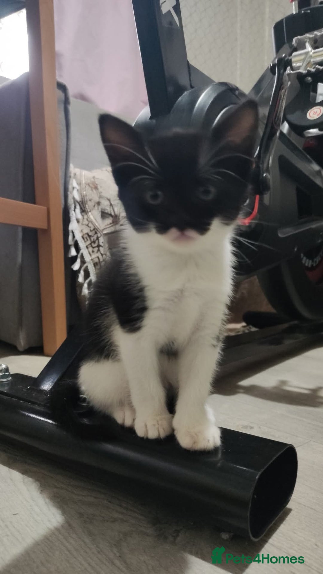 Mixed Breed cats for sale: Adorable kittens  - Image 10
