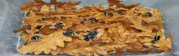 Frog reptiles for sale: Dendrobates tinctorius powder blue dart frog - Advert 4