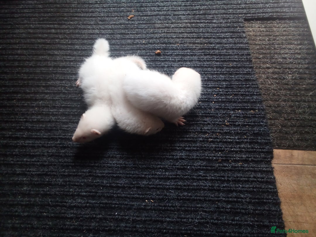 Ferret rodents for sale: Young ferret - Image 4