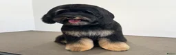 Aussiedoodle dogs for sale: F1b Miniature Aussiedoo puppies - Advert 2