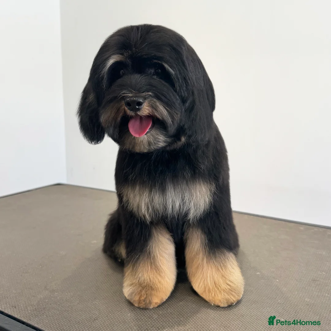 Aussiedoodle dogs for sale: F1b Miniature Aussiedoo puppies - Advert 2