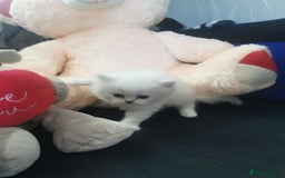 Scottish Fold cats for sale: Scottish Fold/Straight Kittens  - Image 24