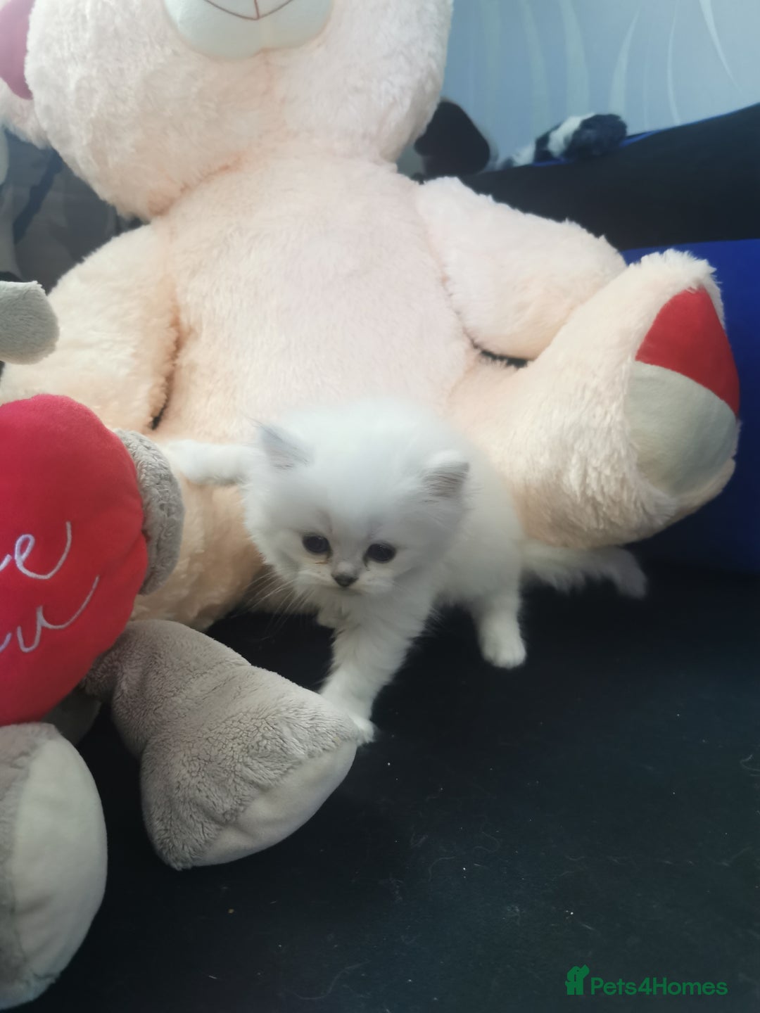 Scottish Fold cats for sale: Scottish Fold/Straight Kittens  - Image 24