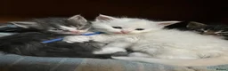 Maine Coon cats for sale: Stunning pedigree Maine coon kittens TICA  - Advert 23