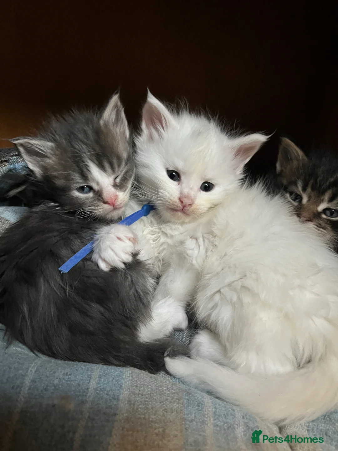 Maine Coon cats for sale: Stunning pedigree Maine coon kittens TICA  - Advert 40