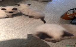 Ragdoll cats for sale: Blue seal point lynx ragdoll pedigree - Image 4
