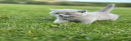 British Shorthair cats for stud: FOR STUD Pedigree GCCF PKD CLEAR BSHair  - Advert 8