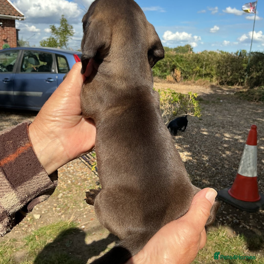 Dachshund dogs for sale: Dachshunds pure bred puppies for sale - Image 8