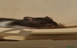 Hamster rodents for sale: Long Haired Syrian Hamster - Image 4