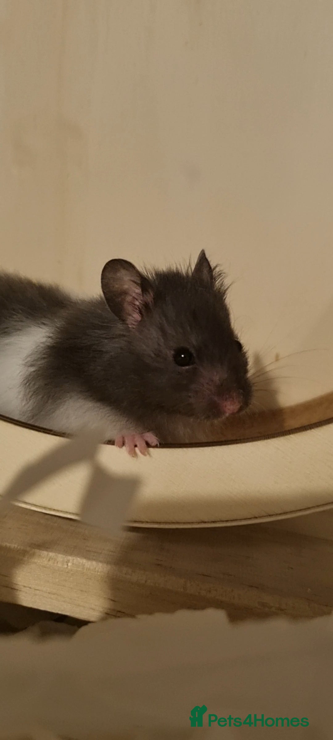 Hamster rodents for sale: Long Haired Syrian Hamster - Image 4