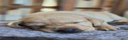 Labrador Retriever dogs for sale: KC Registered Labrador Puppies  in Dorchester - Advert 3