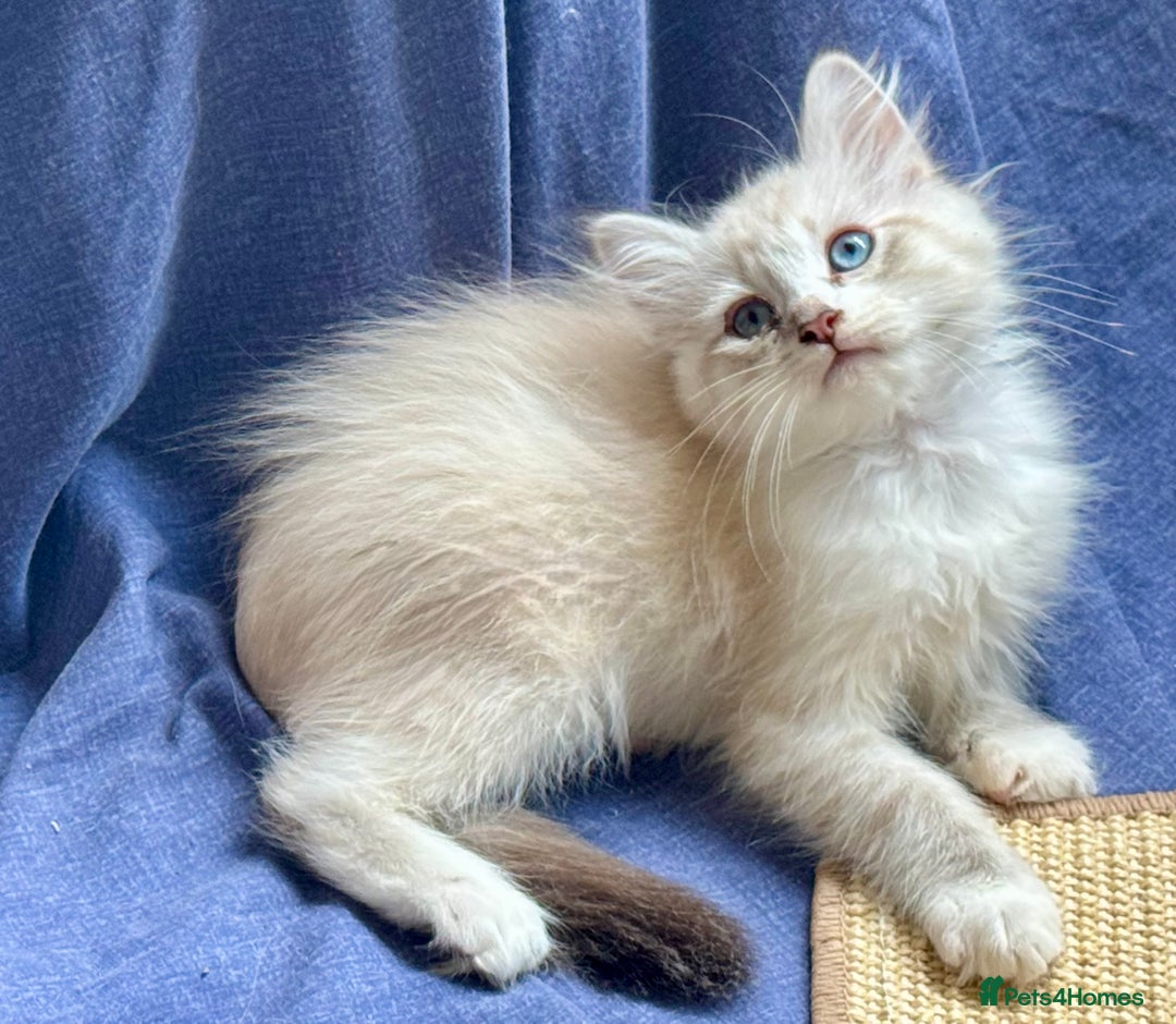 Siberian cats for sale: Four Siberian kittens - Image 8