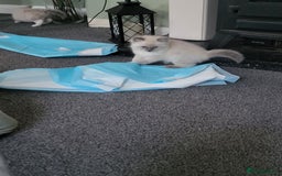 Ragdoll cats for sale: 5 beautiful ragdoll kittens - Image 15