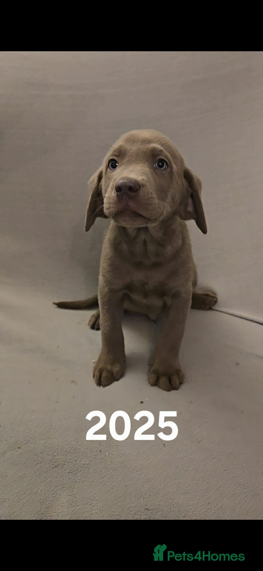 Labrador Retriever dogs for sale: Stunning silver Labradors  - Advert 20