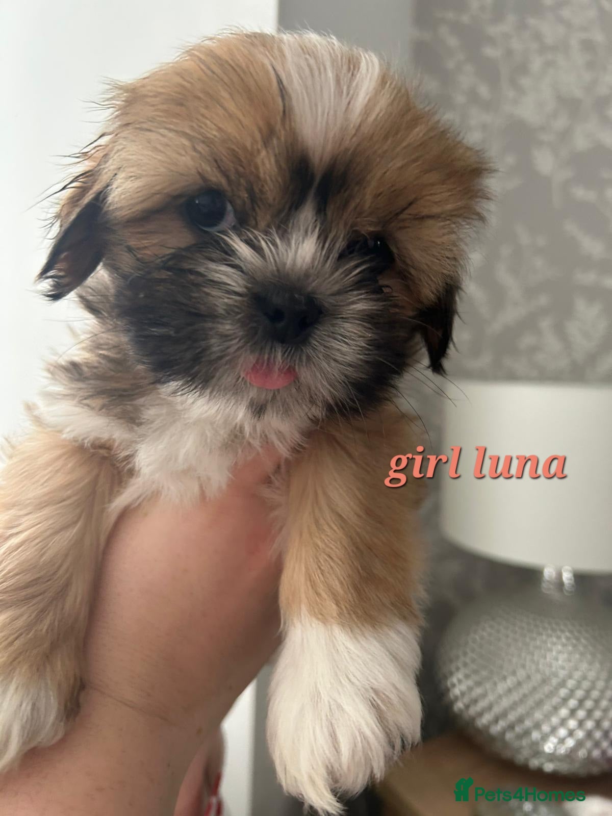 Shih Tzu dogs PUPS READY TO LEAVE NOW - Advert 8