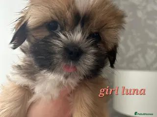 Shih Tzu dogs PUPS READY TO LEAVE NOW - Advert 3