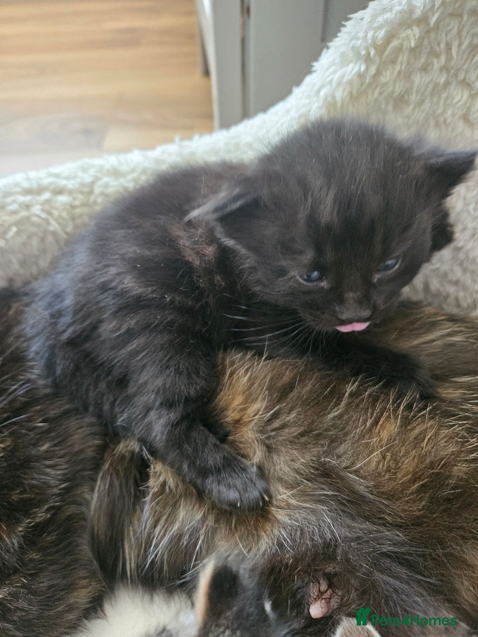 Mixed Breed cats Beautiful Black Male Kitten - Advert 1