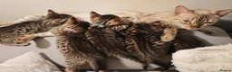 Mixed Breed cats for sale: Bengal cross BSH kittens in Wigston - Advert 1
