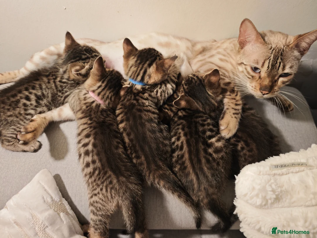 Mixed Breed cats for sale: Bengal cross BSH kittens in Wigston - Advert 1