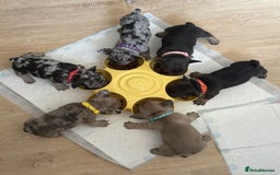French Bulldog dogs for sale: Beautiful French Bulldog pups 5 girls 1 boy - Image 1