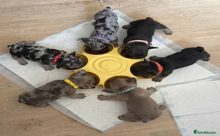 French Bulldog dogs - Advert 12