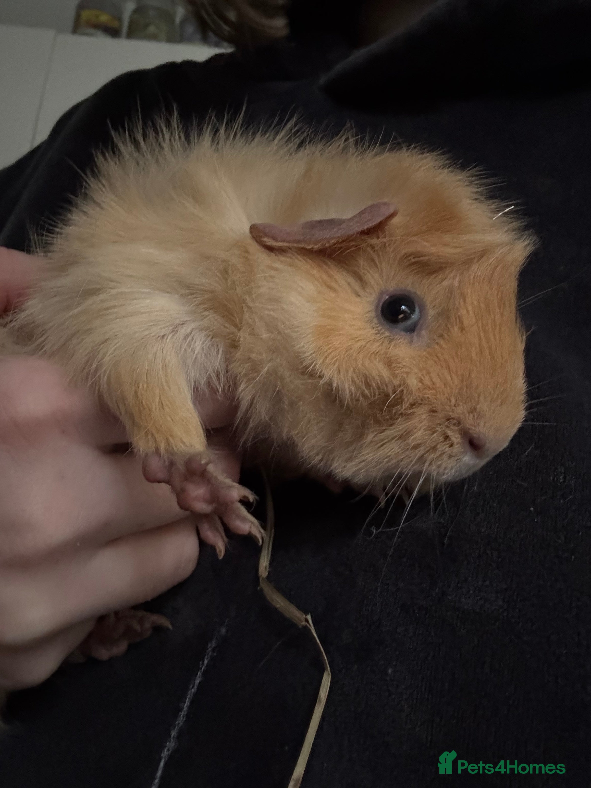 Guinea Pig rodents Male baby guinea pig - Advert 1
