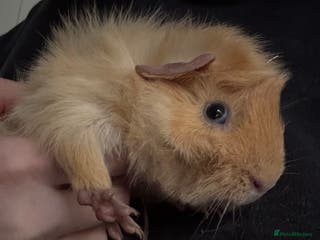 Guinea Pig rodents Male baby guinea pig - Advert 2