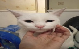 Oriental cats for sale: White cats female and male - Image 3