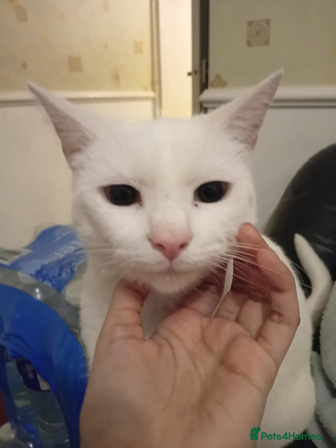Oriental cats for sale: White cats female and male - Image 3