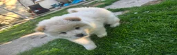 Chow Chow dogs for sale: 🐾Tiny trouble makers, ready to rule your home🐻 - Advert 7