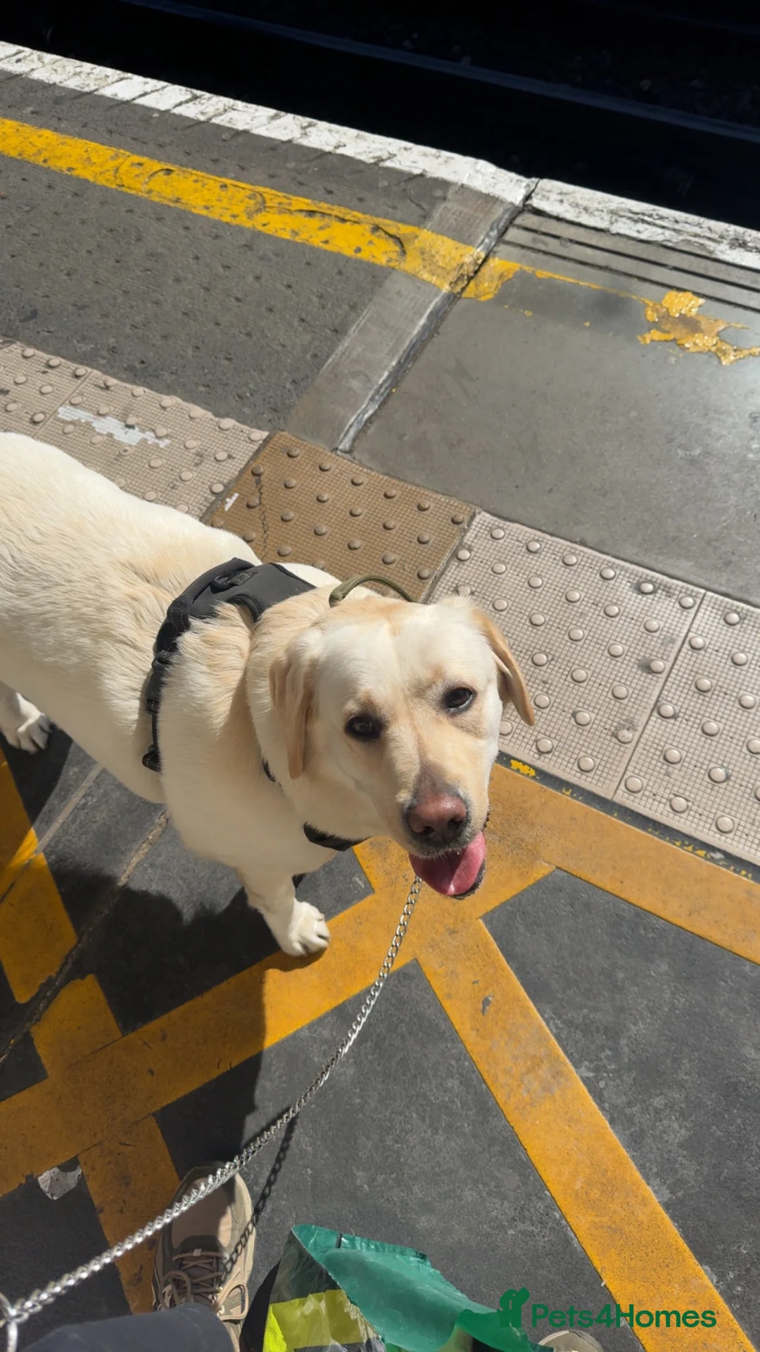 Labrador Retriever dogs for sale: Daisy 2-year-old Pedigree Yellow Labrador East Ldn - Advert 2