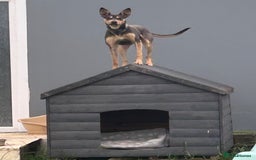 Mixed Breed dogs for sale: Looking for new home🐾❤️ - Advert 4