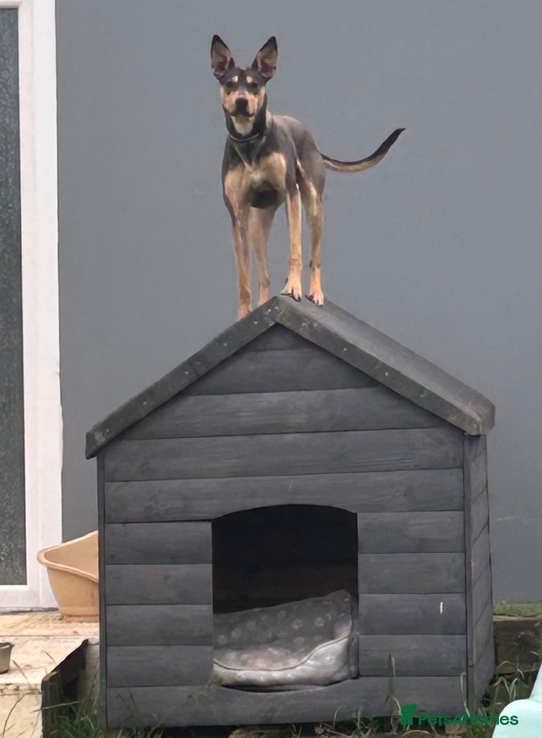 Mixed Breed dogs for sale: Looking for new home🐾❤️ - Advert 4