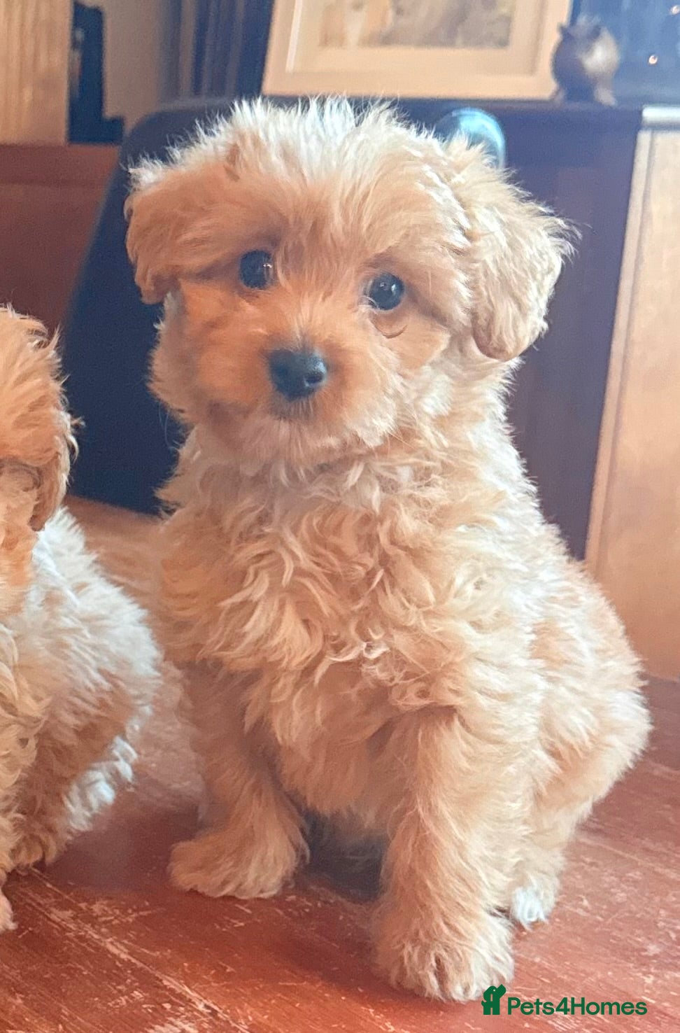 Mixed Breed dogs RARE STUNNING cute F1 cairn-oodles ❤️🐾 - Advert 1