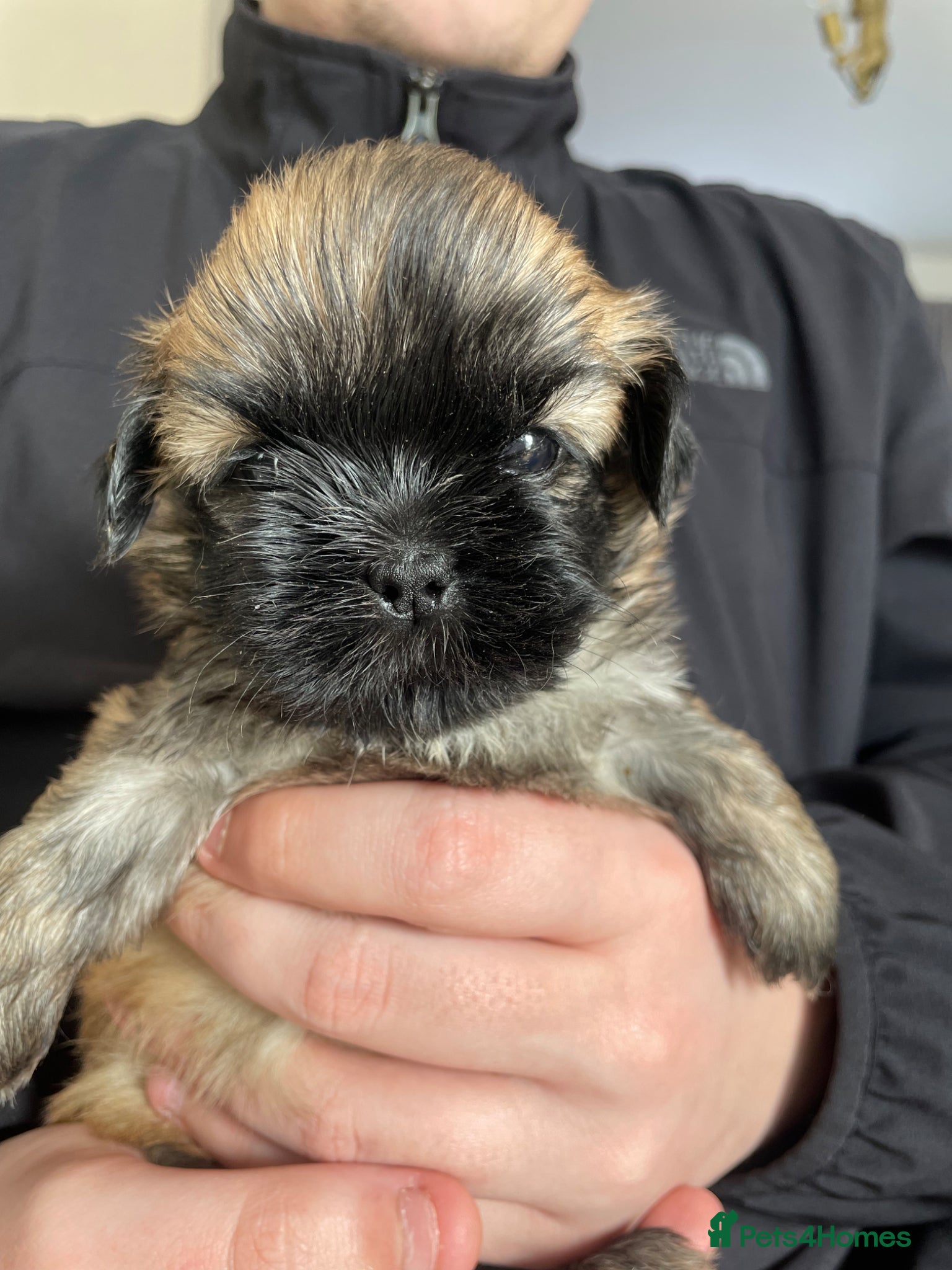 Shih Tzu dogs KC reg standard shihtzu - Advert 1