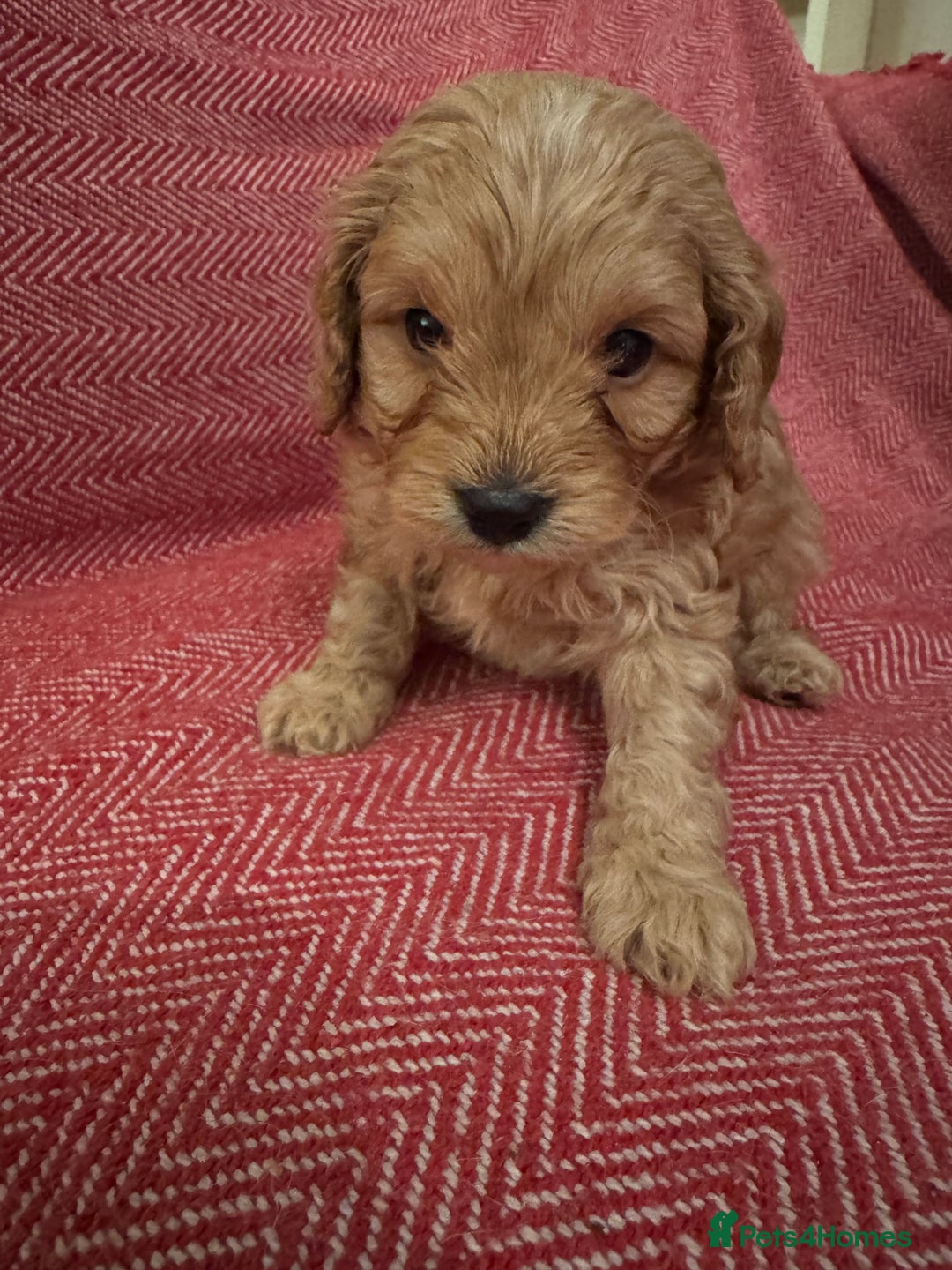Cavapoo dogs for sale: Gorgeous F1 Cavapoo pups (1 male 1 female left)   - Image 13